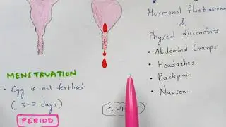 Menstrual cycle | Bio science