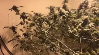 Season 2 day 49 frost giant SurfPurp PurplePie oceangrowngear