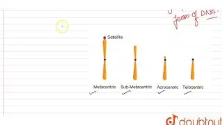 Metacentric, submetacentric, telocentric and acrocentric chromosomes are classified on the basis of: