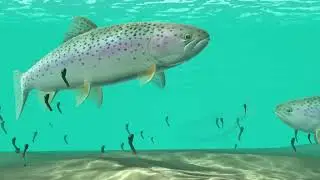 How to Use Wet Flies & Nymphs to Catch Trout