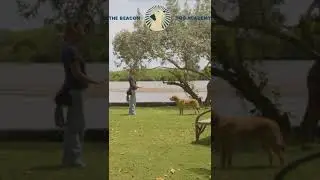 Movie Dog Training | The Beacon Dog Academy