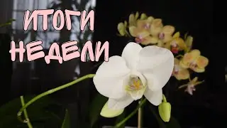 Итоги недели. гордость моих орхидей.