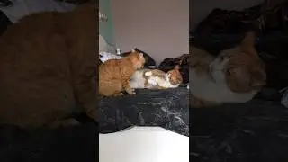 Что было что будет чем сердце успокоится 😂😂😂 #котовлог #animals #котики #catshorts #catlover #мяу