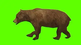 Green screen Bear video |  Bear running green screen