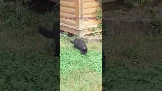 Загадочная женщина. Смешное видео. 