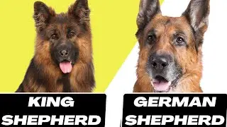 king shepherd vs German shepherd