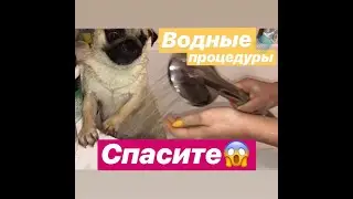 СПА ПРОЦЕДУРЫ ДЛЯ МОПСА БУСИ. КУПАЕМ МОПСА.