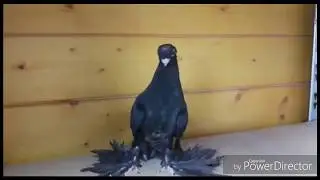 Узбекские двухчубые/Usbekische Doppelkuppige/Uzbek Pigeons.