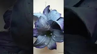 lily