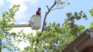 Getting the Top of a Hickory Tree Removed