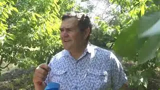 Фитосанитарный контроль урожая черешни