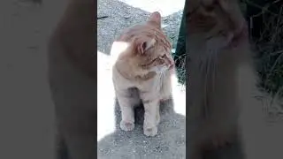 Адамчик сходил покушал и вышел во двор.🐱🏡