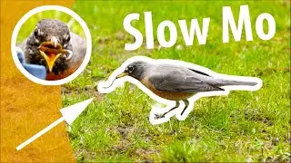 Sony a6400 Best Slow Motion of Birds Eating Earthworms