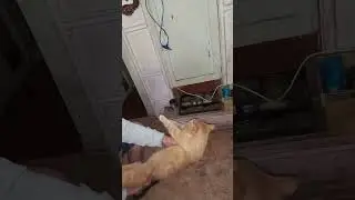 кот на переворот