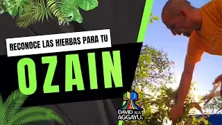 Como Reconocer Las Hierbas de Osain