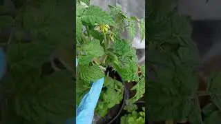 🌿🍅Чем удобряю томаты из серии гном. 