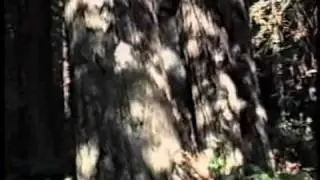 Wilbur's Travels Redwood Forest Thru San Francisco Part 1