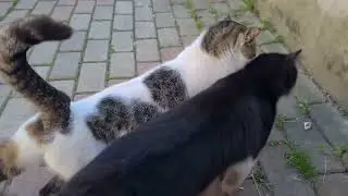 Dişi Kediyi kovalayan 8 Erkek Kedi, dişi kediyi zorla sahiplenmek istiyor