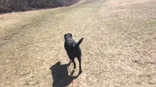 Training | Remote Collar Recall | Solid K9 Training Dog Training