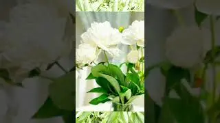 Пионы меняют цвет.🌺 Причины.