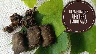 Ферментированный чай из винограда. Ферментация для ленивых