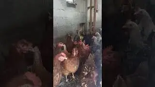 Петушок - Конкурент