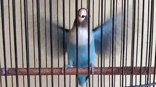 masteran lovebird paruh putih  paud pasti nyaut
