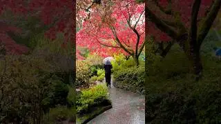 Rainy Fall Day #japanese #garden #travel #shorts #victoria #britishcolumbia #canada