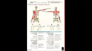 Анатомические поезда Т.Маерса - Миофасциальные линии руки