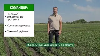 «PROкачай сою»: перспективные сорта, технологии возделывания, схемы защиты и питания