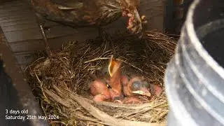 Nesting Blackbirds at Wellesbourne Allotments