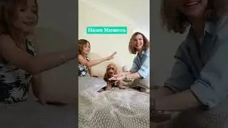 Мы команда. Дай лапу. Собаки