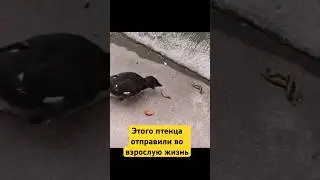 Птенец и гусеница 