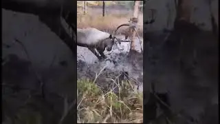 😢 Без слез не взглянешь: на Сахалине северный олень запутался рогами в проводах