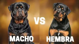 Male vs. Female Rottweiler: 10 Differences Between Them