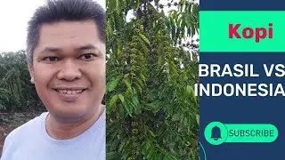 Kopi Brasil vs Kopi Indonesia// Café Brasil vs Café indonesia