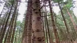 A Walk Among the Tall Mast Pines in Kislovodsk Park! July 2022.