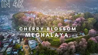 CHERRY BLOSSOM,MEGHALAYA