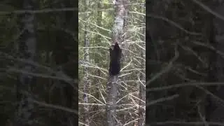Untitled video