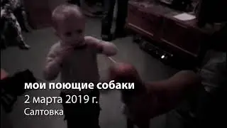 мои поющие собаки: концерт без заявок - mis perros cantores: concierto sin aplicaciones