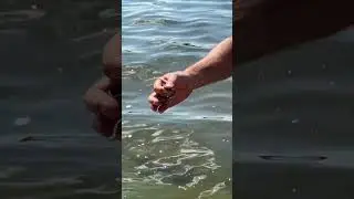 Гадюка прямо в озері