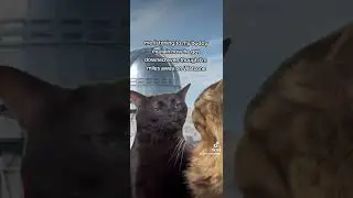 Warzone & Cat Memes #shorts #warzonememes