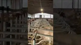 Утро в коровнике
