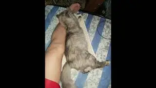 The Spruce Pets- Sleepy Cat