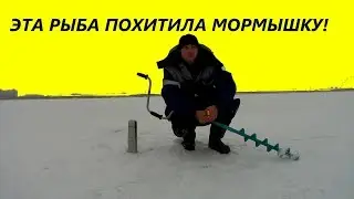 Эта рыба похитила  мормышку!!! Зимняя рыбалка.