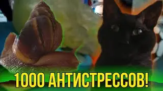 1000 СЛАЙМОВ И АНТИСТРЕССОВ ПРОТИВ КОТА БЛОГГЕРА И УЛИТКИ! 1 ЧАСТЬ..