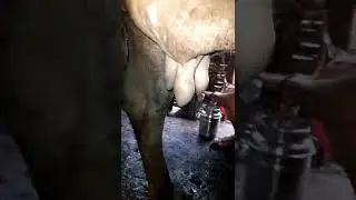 village style milking