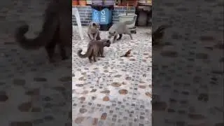 Kuştan Korkan Kediler