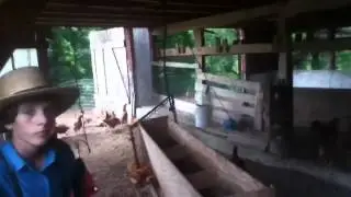 El flako weviando gallinas