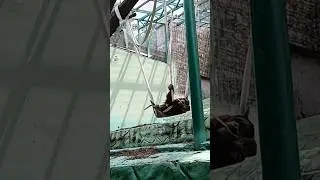 Обезьяна. Палка. И Пох*й. 😆 #shortsvideo #приколы #животные #тикток #смешно